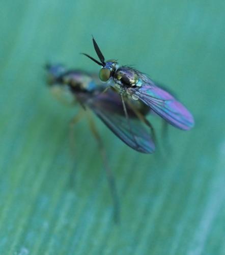Rhaphium sp.